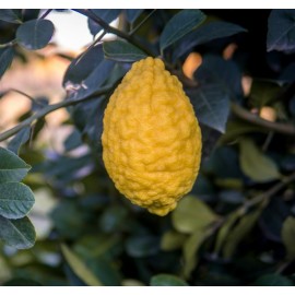CITRUS medica