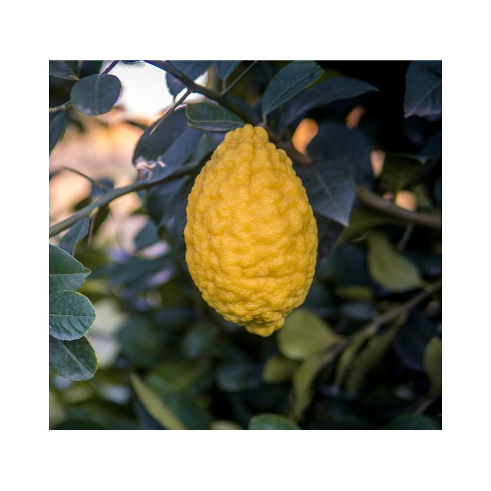 CITRUS medica