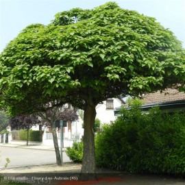 CATALPA bignonioides Nana