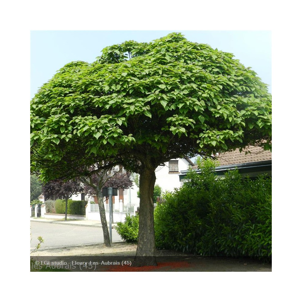CATALPA bignonioides Nana