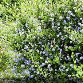 CEANOTHUS impressus Victoria