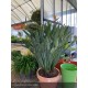 STRELITZIA reginae