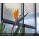 STRELITZIA reginae