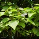 CATALPA bignonioides Nana