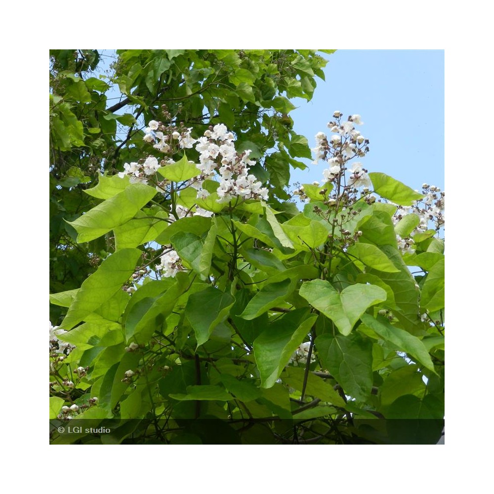 CATALPA bignonioides
