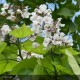 CATALPA bignonioides