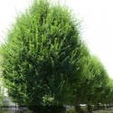 CARPINUS betulus Fastigiata