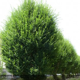 CARPINUS betulus Fastigiata
