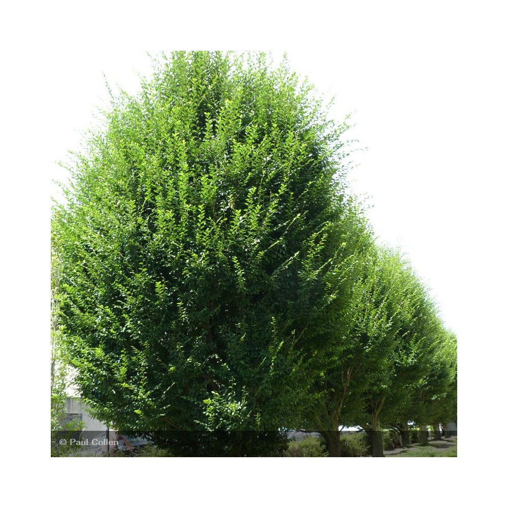 CARPINUS betulus Fastigiata