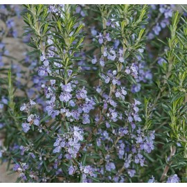 ROSMARINUS officinalis
