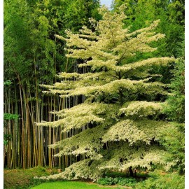 CORNUS controversa Variegata