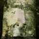 BETULA verrucosa
