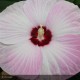 HIBISCUS moscheutos