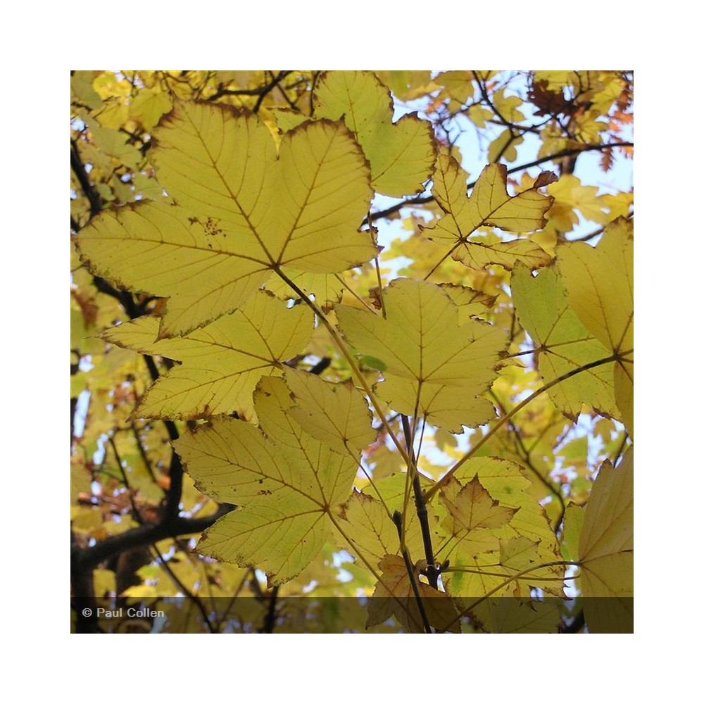 ACER pseudoplatanus