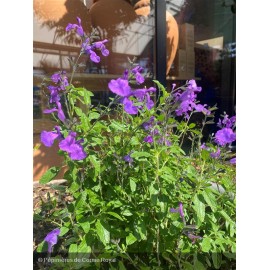 SALVIA microphylla So cool purple®