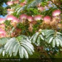 ALBIZZIA julibrissin Ombrella®