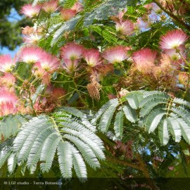 ALBIZZIA julibrissin Ombrella®