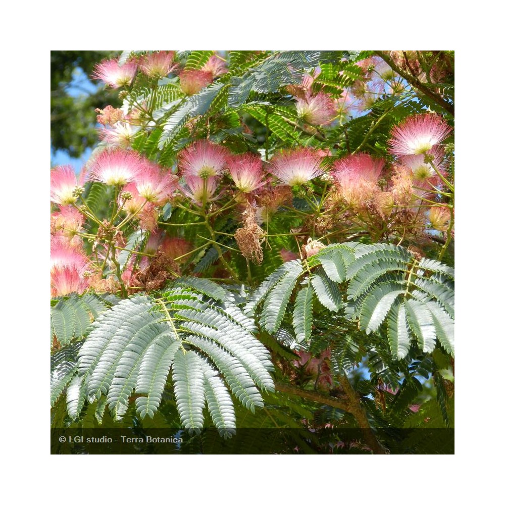 ALBIZZIA julibrissin Ombrella®