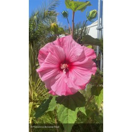 HIBISCUS moscheutos Planet solene
