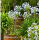AGAPANTHUS Crystal Blue