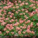 ALBIZZIA julibrissin Ombrella®
