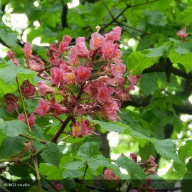 AESCULUS x carnea Briottii