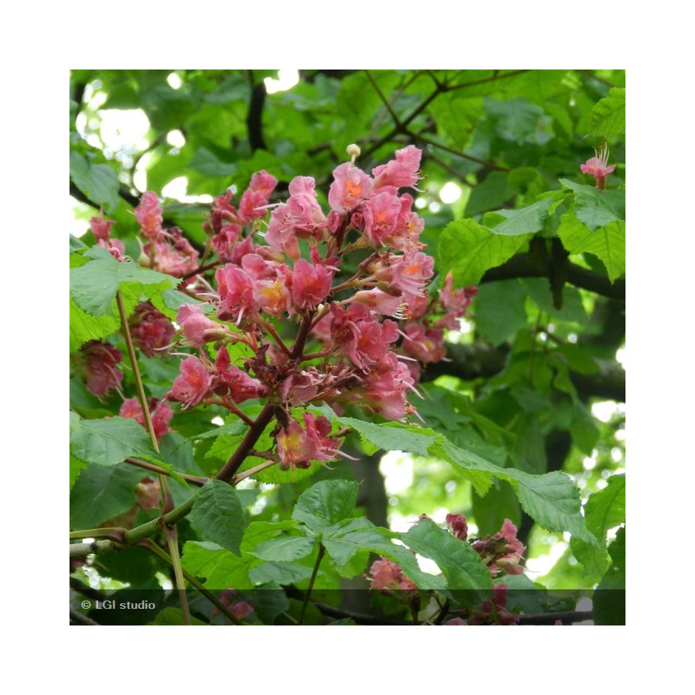 AESCULUS x carnea Briottii