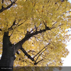 ACER platanoides
