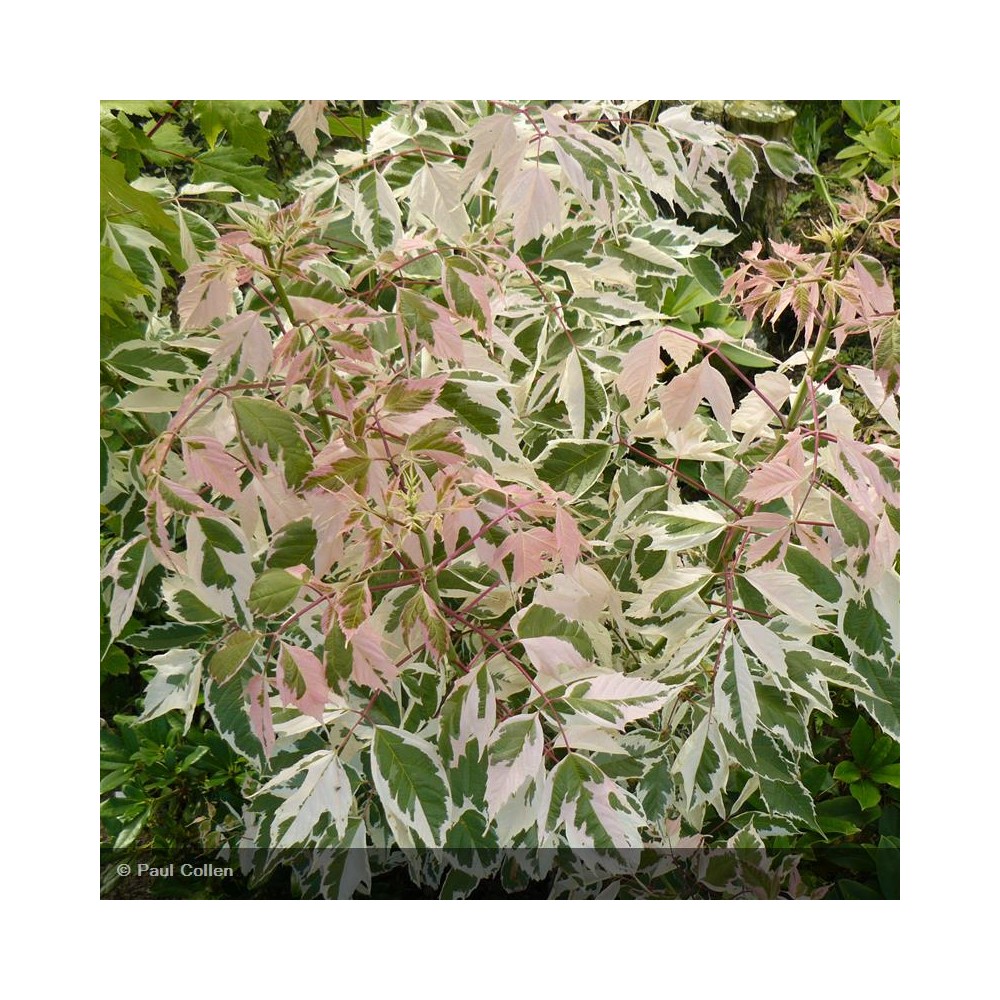 ACER negundo Flamingo