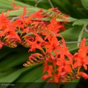 CROCOSMIA Saracen