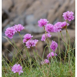 ARMERIA maritima Rosea