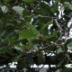 QUERCUS pubescens