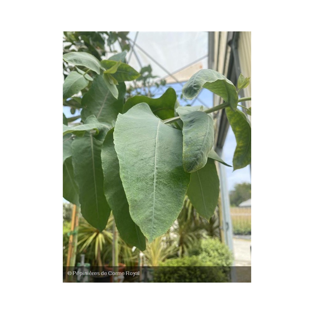 10 Graines Eucalyptus Nitens Brillant - Arbre Jardin, Shining Gum, Croissance Rapide, Fraîches - 2