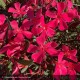 NERIUM oleander Papa gambetta