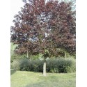 ACER platanoides Crimson King