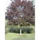 ACER platanoides Crimson King