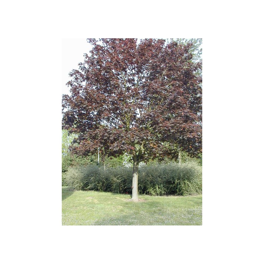 ACER platanoides Crimson King