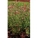SALVIA microphylla Hot Lips