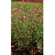SALVIA microphylla Hot Lips