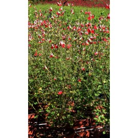 SALVIA microphylla Hot Lips