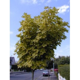 ACER platanoides Drummondii