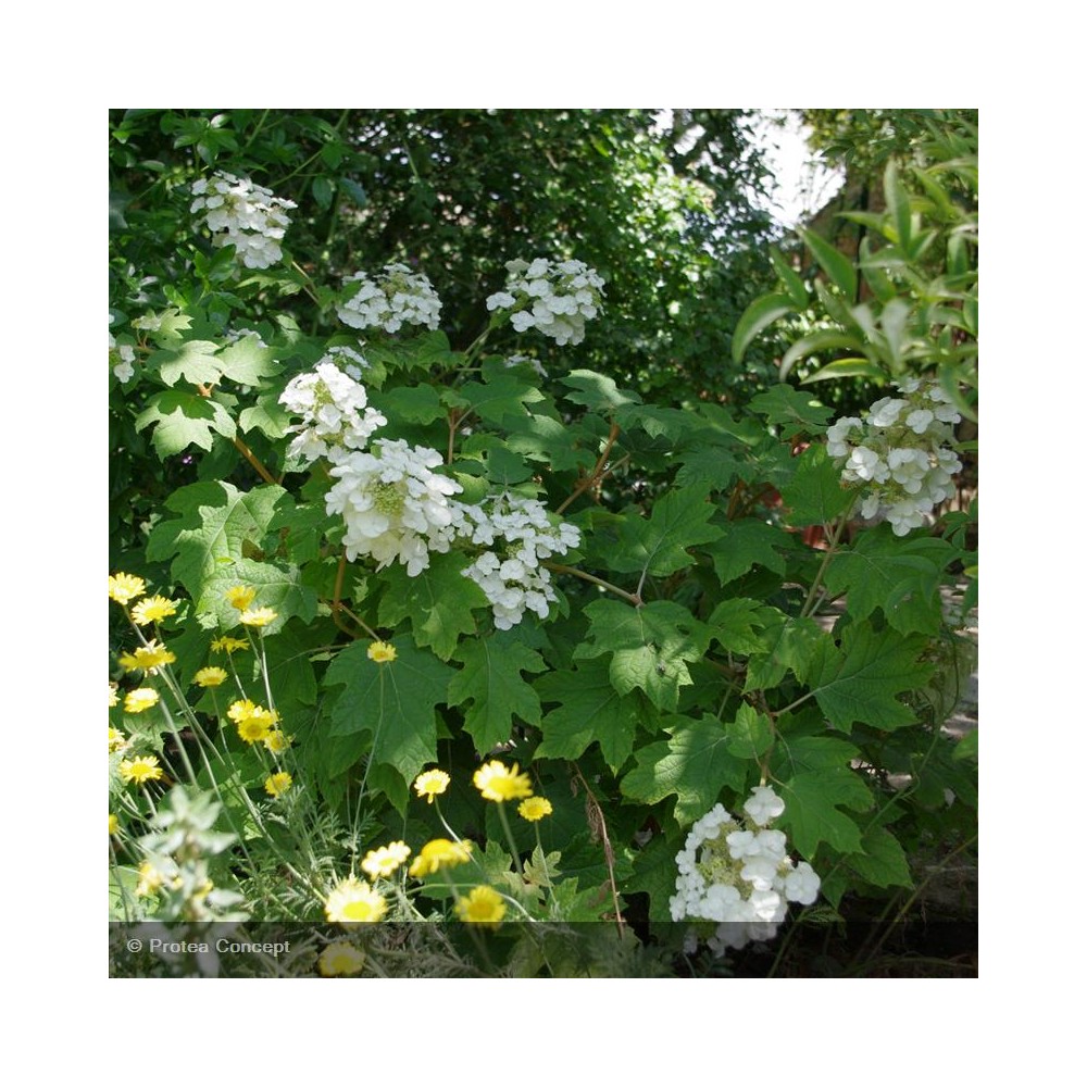 HYDRANGEA quercifolia