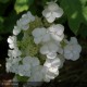 HYDRANGEA quercifolia