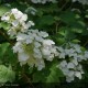 HYDRANGEA quercifolia