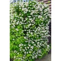 DEUTZIA gracilis