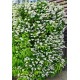 DEUTZIA gracilis