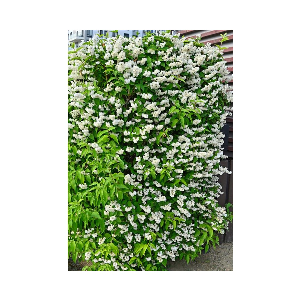 DEUTZIA gracilis