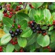 RHAMNUS alaternus