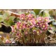 HELLEBORUS orientalis