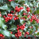 ILEX aquifolium